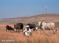 Hirte rastet nahe einem Windkraftwerk im westlichen Indien (Foto: DW/Rainer Hörig)