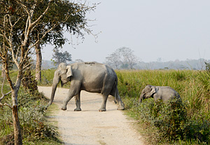 Menschen gegen Elefanten