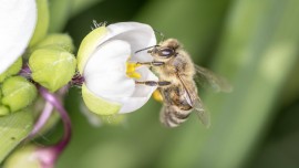 Biene bestäubt eine Blüte (imago / Chromorange)