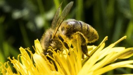 Biene sucht Nektar auf einem Löwenzahnblüte (imago / Roland Mühlanger)