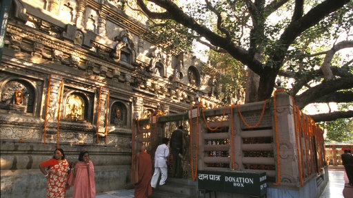 Der heilige Bodhi-Baum in Bodh Gaya